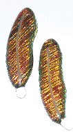 Click for a larger photo of the Brown with Gold Glass Feather Magnet