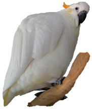 Sosillyan Parrot Chicketooken