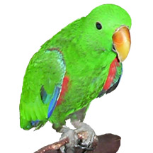Chilie our Male Eclectus