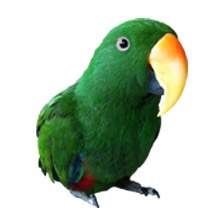 Chilie our male Eclectus