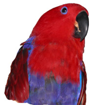 Karmin our female Eclectus