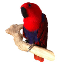 Karmin our Female Eclectus