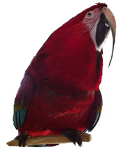 Sosillyan Parrot Macawlrus