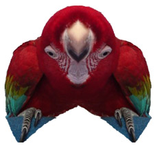 Sosillyan Parrot Macowl