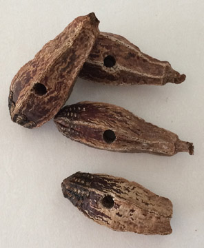 Click for a larger photo of the Mahogany Beans