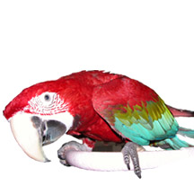 Maui our Green-winged Macaw