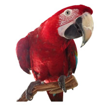 Maui our Green-winged Macaw