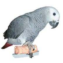Pepper our Congo African Grey