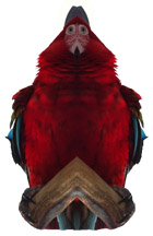 Sosillyan Parrot Pinheaded Camacaw