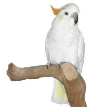 Tangie our Citron-crested Cockatoo