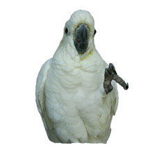 Tangie our Citron-crested Cockatoo