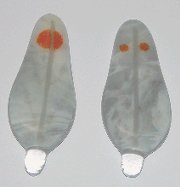 Click for a larger photo of the Cockatiel Gray Glass Feather Magnets