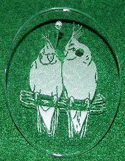 Click for larger photo of Cockatiels Etched in Glass