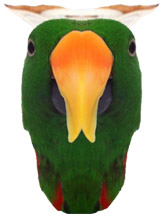 Sosillyan Parrot Twin Beaked Etuscus